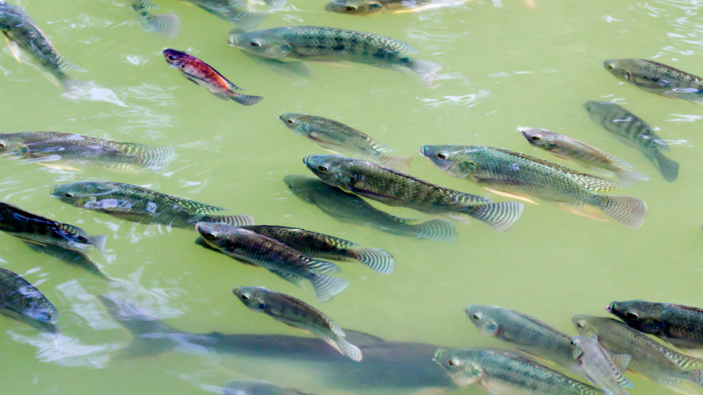 Criação de Peixes em Caixa D'água