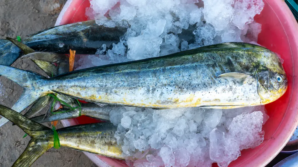 peixe dourado do mar