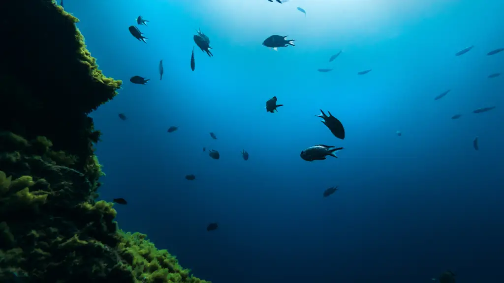 peixes de água salgada