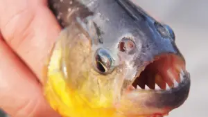 peixe piranha