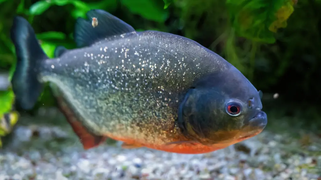 peixe piranha