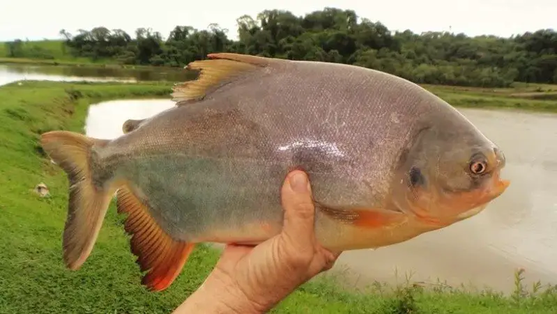 peixe tambatinga