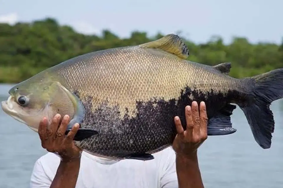 tambaqui peixe