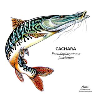 cachara peixe