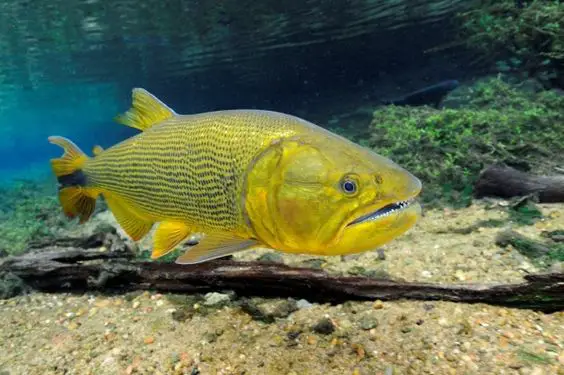 peixe dourado