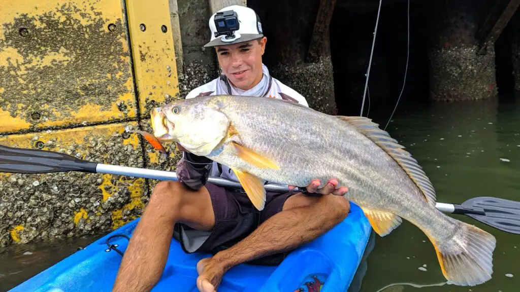 pescada amarela