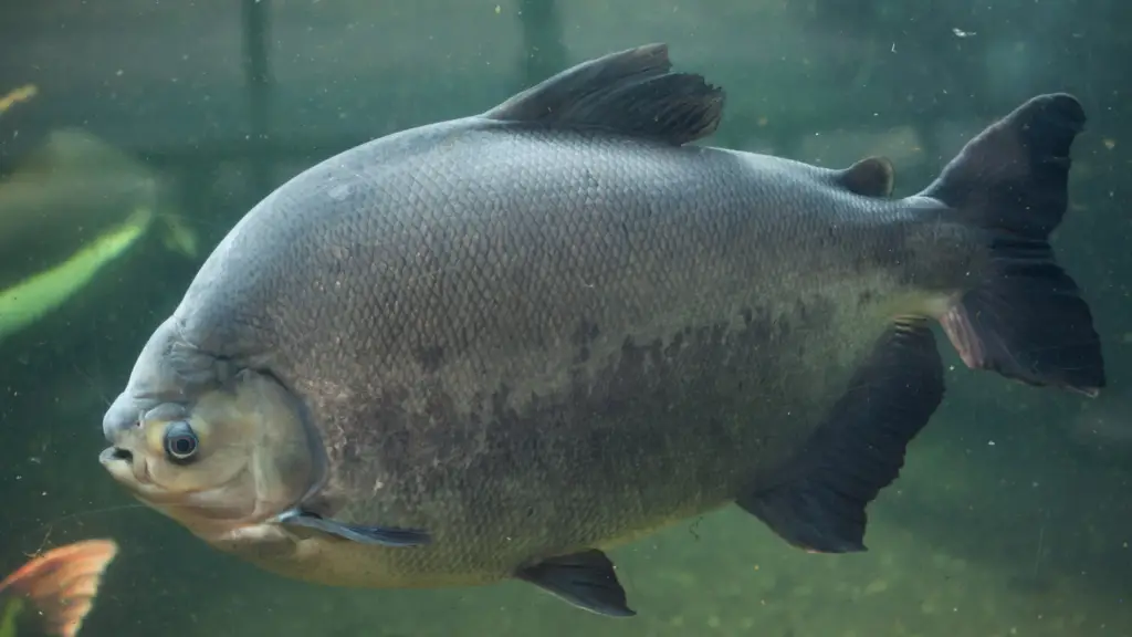 pacu