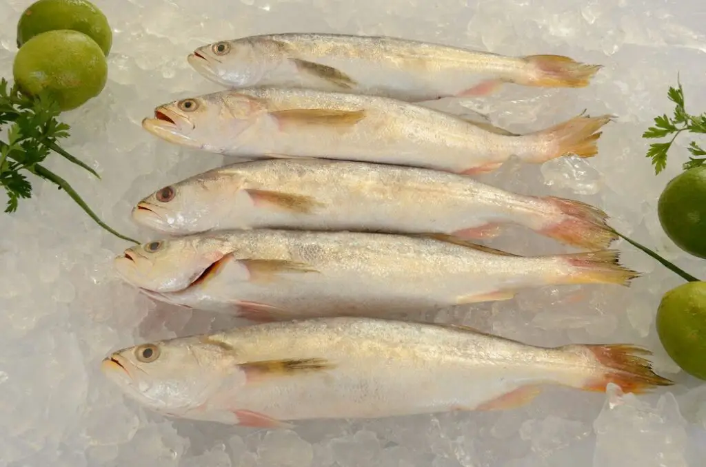 peixe pescadinha