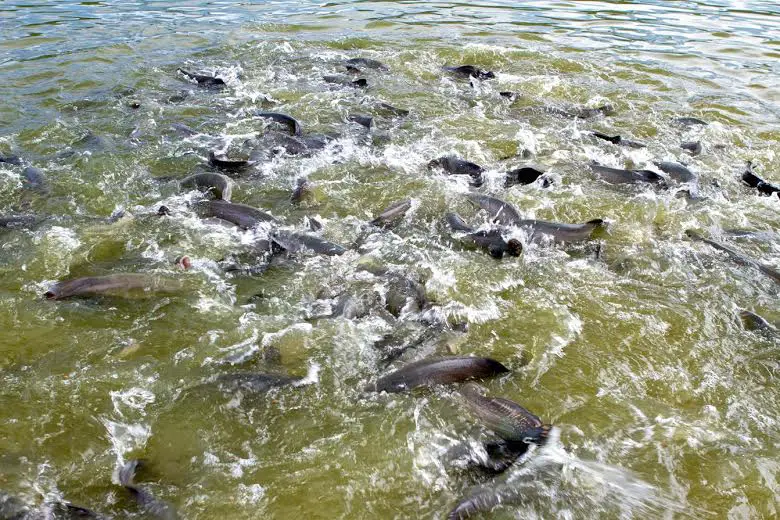 calendário de pesca