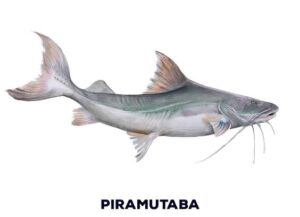 peixe piramutaba