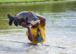 tambaqui peixe