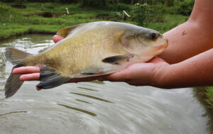 tambaqui peixe